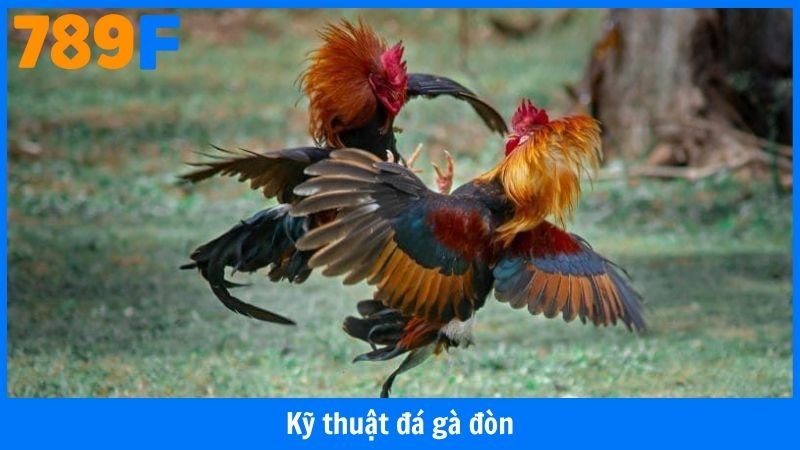 Kỹ Thuật Đá Gà Đòn - Bí Quyết Chiến Thắng Mọi Đấu Trường