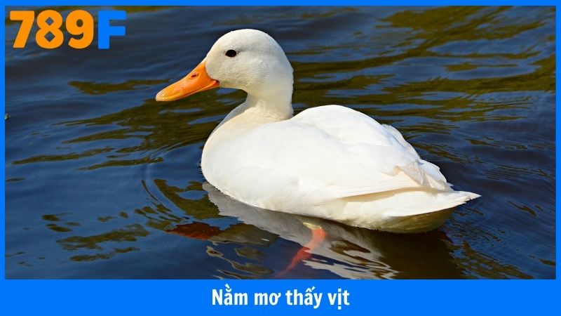 Nằm Mơ Thấy Vịt