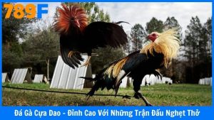 Đá Gà Cựa Dao - Đỉnh Cao Với Những Trận Đấu Nghẹt Thở