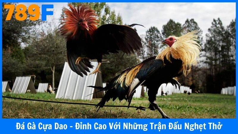 Đá Gà Cựa Dao - Đỉnh Cao Với Những Trận Đấu Nghẹt Thở
